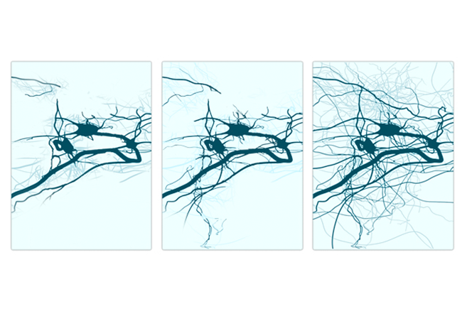 نمایش خاصیت نوروپلاستیسیته مغز با تغییر نورون ها و سیناپسها